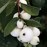 Снежноягодник доренбоза "Вайт хедж" (White Hedge), С3, фото 2