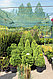 Самшит вечнозеленый Ротундифолия (Búxus sempervírens Rotundifolia) С35 d/h=60 см, стриженная форма, фото 4
