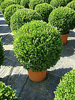 Самшит мелколистный Фолкнера (Buxus microphylla FAULKNER) С35 h=80 см, стриженная форма