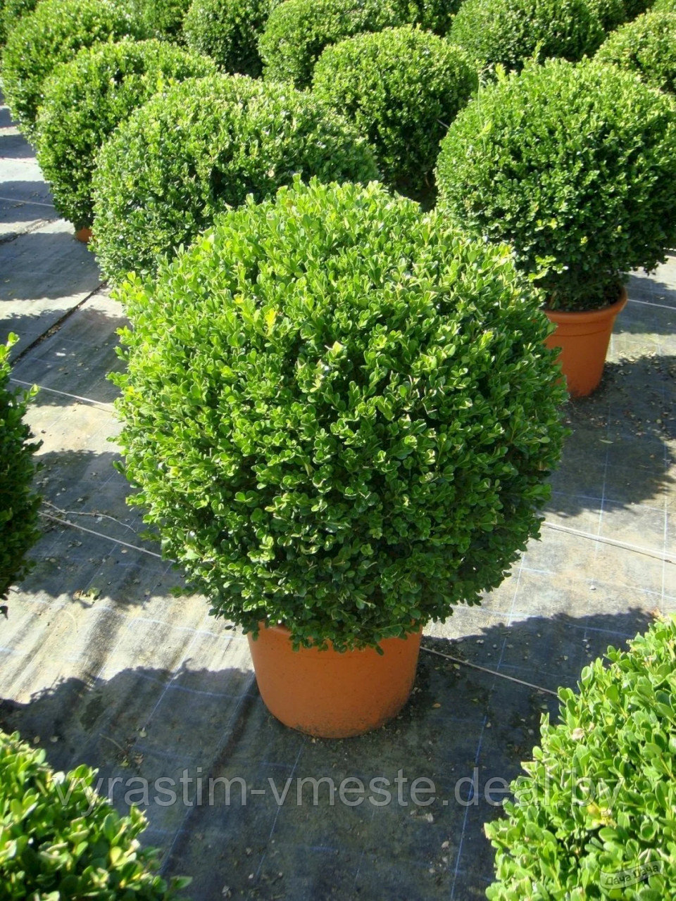 Самшит мелколистный Фолкнера (Buxus microphylla FAULKNER) С35 h=70 см, стриженная форма - фото 1 - id-p195555829