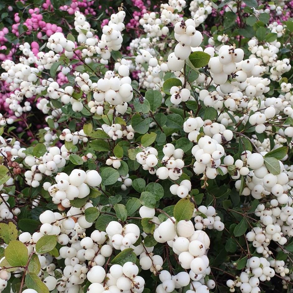 Снежноягодник доренбоза "Вайт хедж" (White Hedge), С3