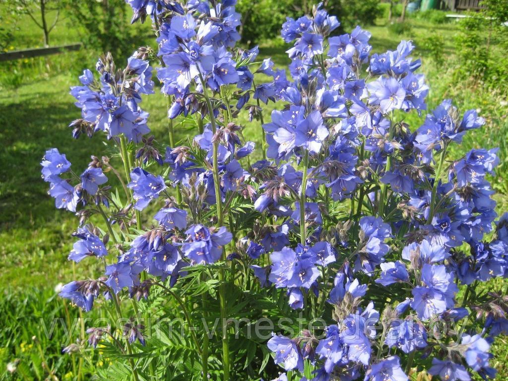 Синюха голубая, или лазурная (Polemonium caeruleum) С5 - фото 2 - id-p195566878