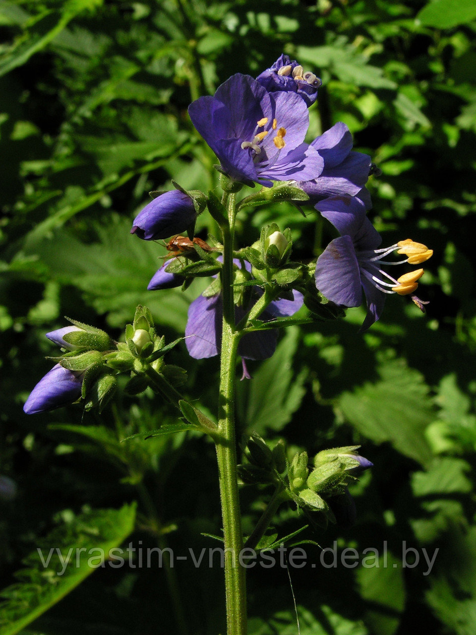 Синюха голубая, или лазурная (Polemonium caeruleum) С5