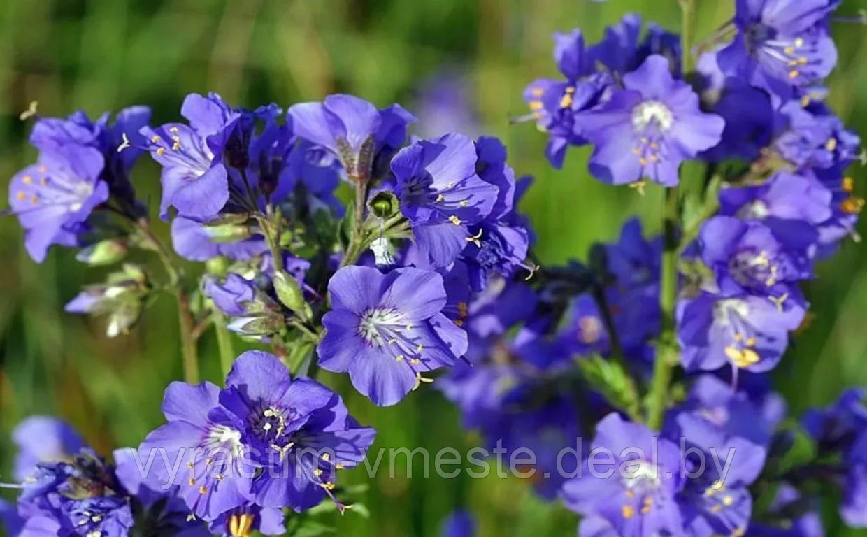 Синюха голубая, или лазурная (Polemonium caeruleum) С5 - фото 3 - id-p195566878