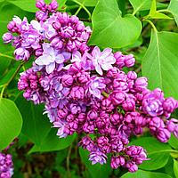 Сирень обыкновенная Тарас бульба (Syringa vulgaris Taras Bulba) С7.5