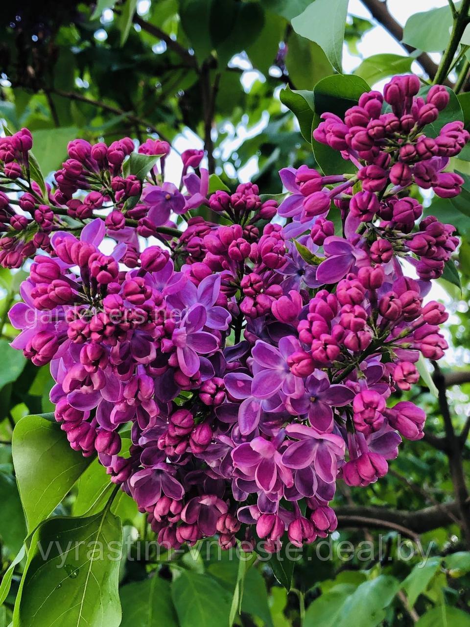 Сирень обыкновенная Тарас бульба (Syringa vulgaris Taras Bulba) С7.5 - фото 2 - id-p195576408