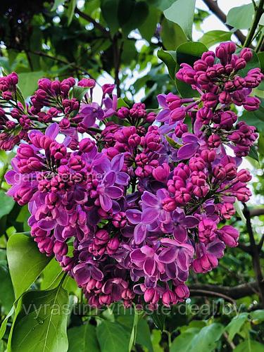 Сирень обыкновенная Тарас бульба (Syringa vulgaris Taras Bulba) С7.5 ...
