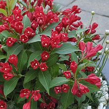 Вейгела цветущая "Олл Саммер Ред" (All Summer Red), C3