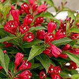 Вейгела цветущая "Олл Саммер Ред" (All Summer Red), C3, фото 2
