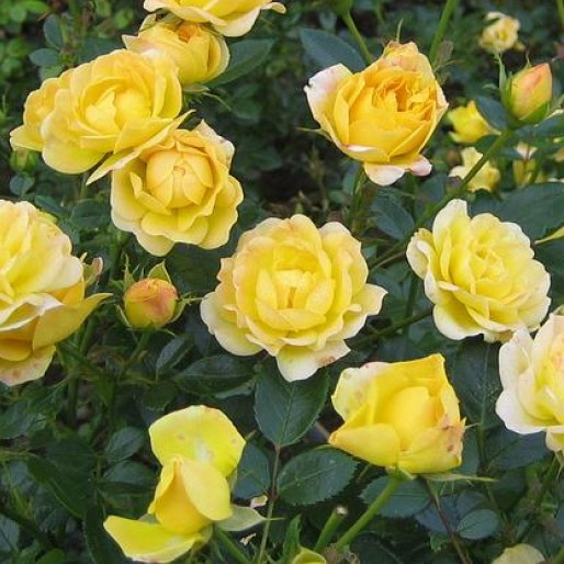 Роза почвопокровная "Зе Фейри Еллоу", С1,5 - фото 1 - id-p195617679