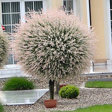 Ива японская "Хакуро Нишики" (Hakuro Nishiki) на штамбе, С5