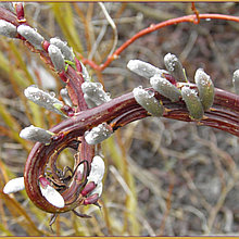 Ива сахалинская "Секка" (Sekka), С3