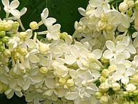 Сирень обыкновенная Примроуз (Syringa vulgaris Primrose) С7.5