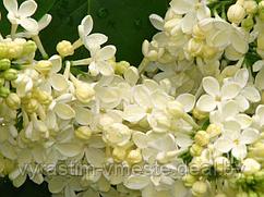 Сирень обыкновенная Примроуз (Syringa vulgaris Primrose) С7.5