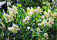 Сирень обыкновенная Примроуз (Syringa vulgaris Primrose) С7.5, фото 2