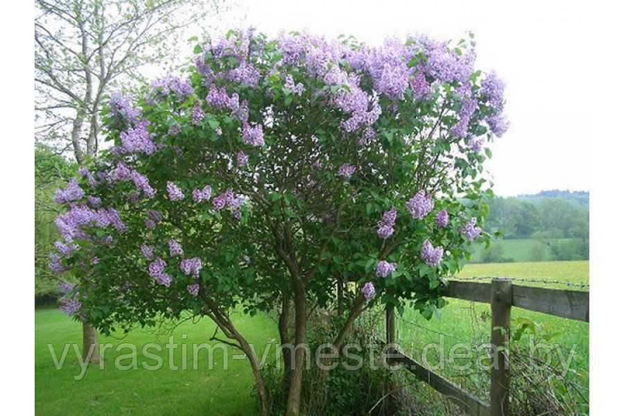 Сирень обыкновенная Катерина Хавемейер (Syringa vulgaris Katherine Havemeyer) В. 200+ см - фото 2 - id-p4434494