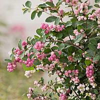 Снежноягодник Доренбоза Аметист (Symphoricarpos doorenbosii 'Amethyst') С3 В.50-60 см