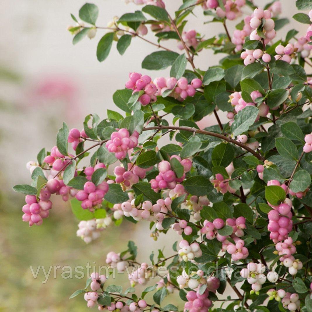 Снежноягодник Доренбоза Аметист (Symphoricarpos doorenbosii 'Amethyst') С3 В.50-60 см - фото 1 - id-p195623280