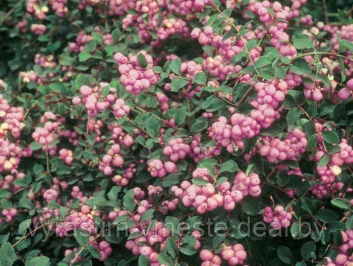 Снежноягодник Доренбоза Аметист (Symphoricarpos doorenbosii 'Amethyst') С3 В.50-60 см - фото 2 - id-p195623280