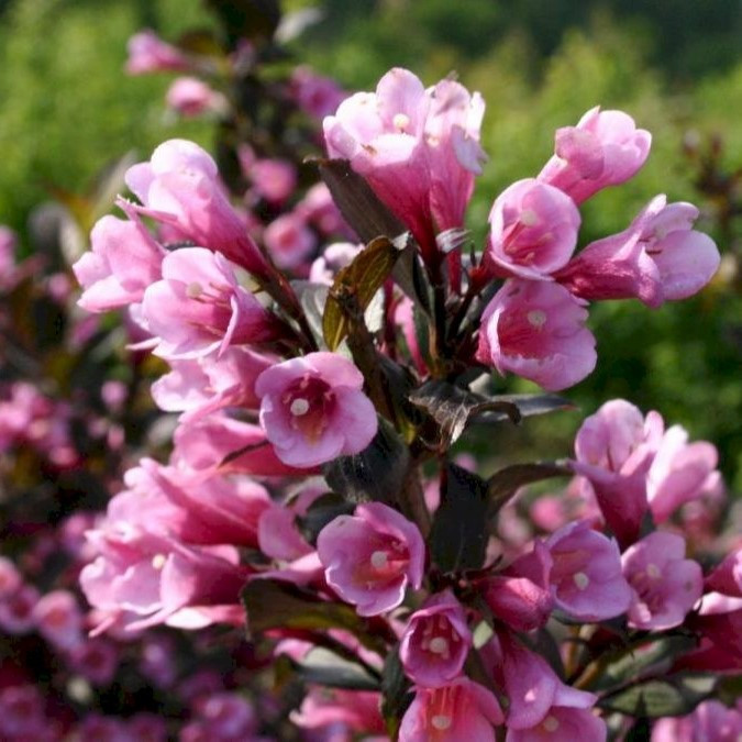 Вейгела цветущая "Нана Пурпуреа", Р9 - фото 1 - id-p195650602