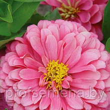 Цинния георгиноцветковая Розовая Принцесса, семена, 0,3гр., Польша, (сдв)