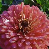 Цинния георгиноцветковая Эльдорадо, семена, 0,3гр., Германия, (сдв), фото 2