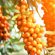 Облепиха и боярышник