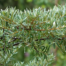 Облепиха мужская (Hippophae), С3