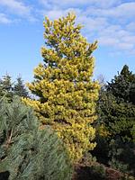 Сосна обыкновенная Ауреа (Pinus sylvestris Aurea), С5,выс:70см