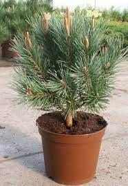 Сосна сильвестрис Ватерери (Pinus sylvestris Watereri ), С5, выс:90-100см - фото 1 - id-p4241202