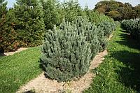 Сосна сильвестрис Ватерери (Pinus sylvestris Watereri ), С10, выс:120-130 см