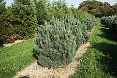 Сосна сильвестрис Ватерери (Pinus sylvestris ‘Watereri’), С10, выс:120-130 см