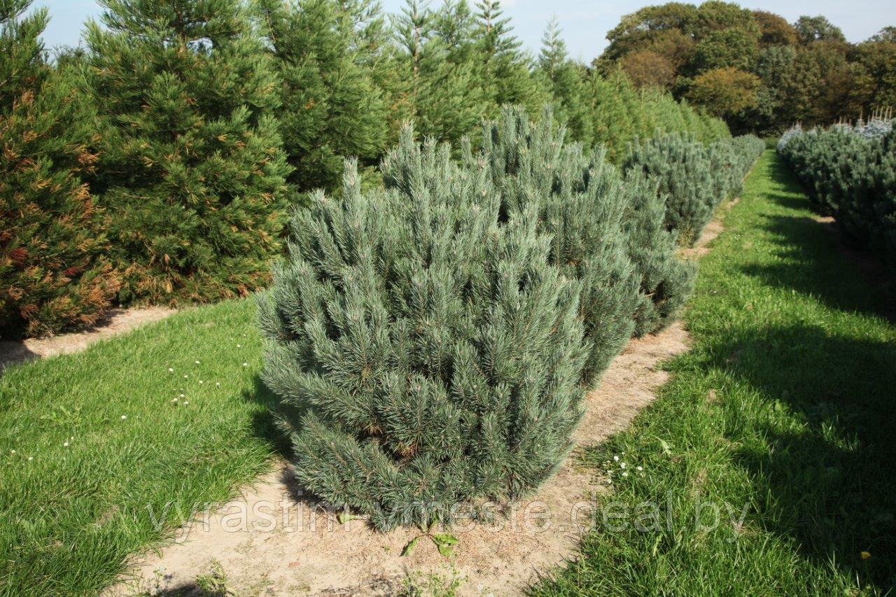 Сосна сильвестрис Ватерери (Pinus sylvestris Watereri ), С10, выс:120-130 см - фото 1 - id-p195655287