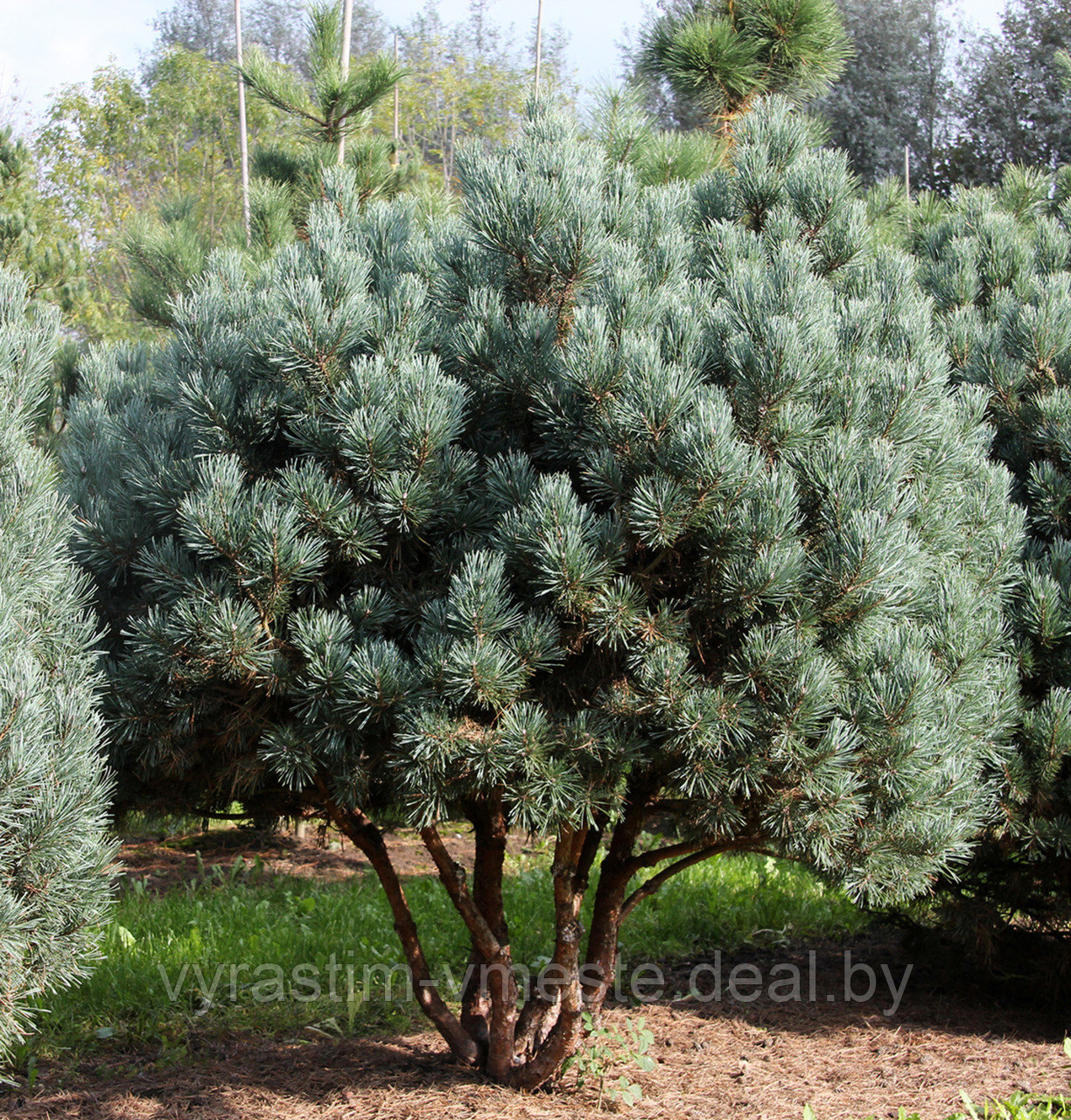 Сосна сильвестрис Ватерери (Pinus sylvestris Watereri ), С10, выс:120-130 см - фото 6 - id-p195655287