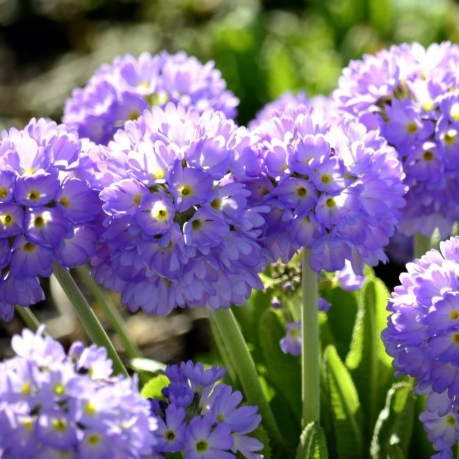 Примула мелкозубчатая "Блю Селекшн" (Blue Selection), С2