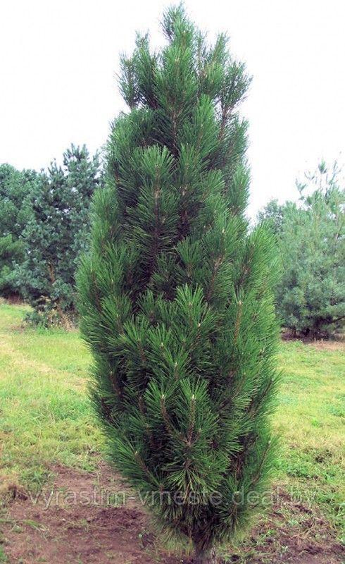 Сосна черная Грин Рокет (Pinus nigra Green Rocket), С35, выс. 120 см