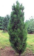 Сосна черная Грин Рокет (Pinus nigra Green Rocket), С35, выс. 120 см
