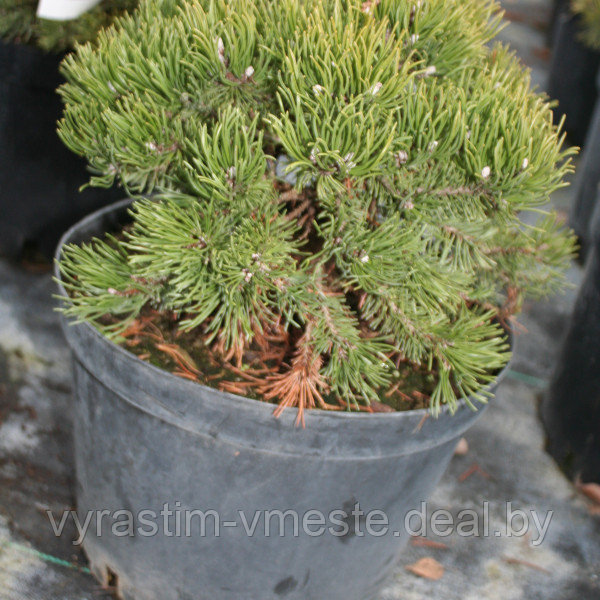Сосна горная костер коттер (Pinus mugo 'Klosterkötter') С5 В.35-40 см - фото 2 - id-p195828695