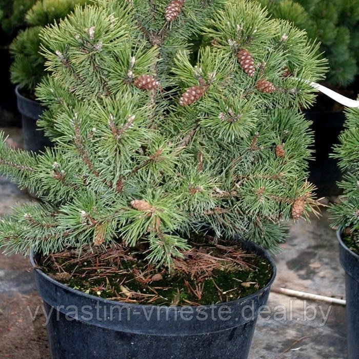 Сосна горная Литл Леди (Pinus mugo Little Lady) С5 Выс 30-40см