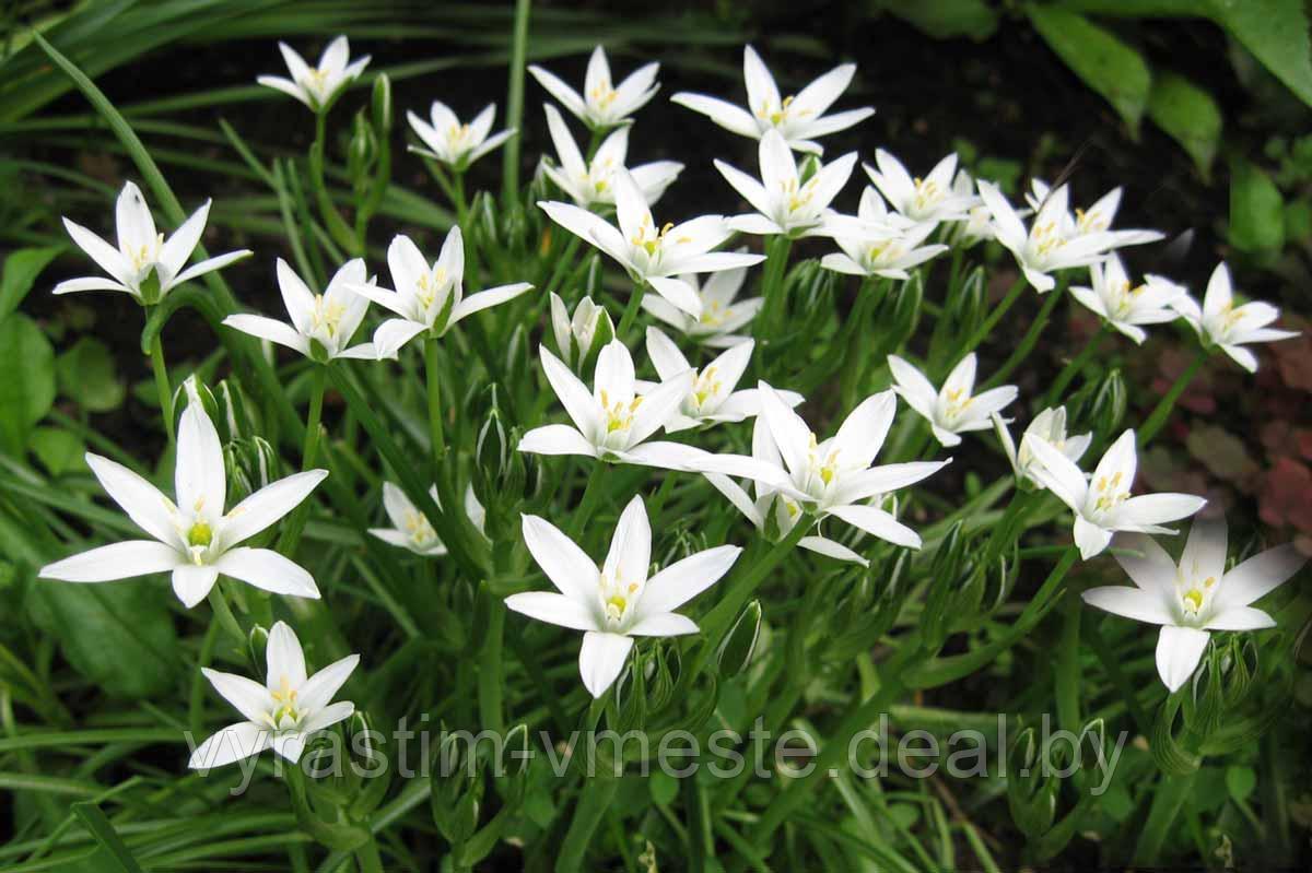 Птицемлечник (Ornithоgalum) Р9 - фото 1 - id-p195828739