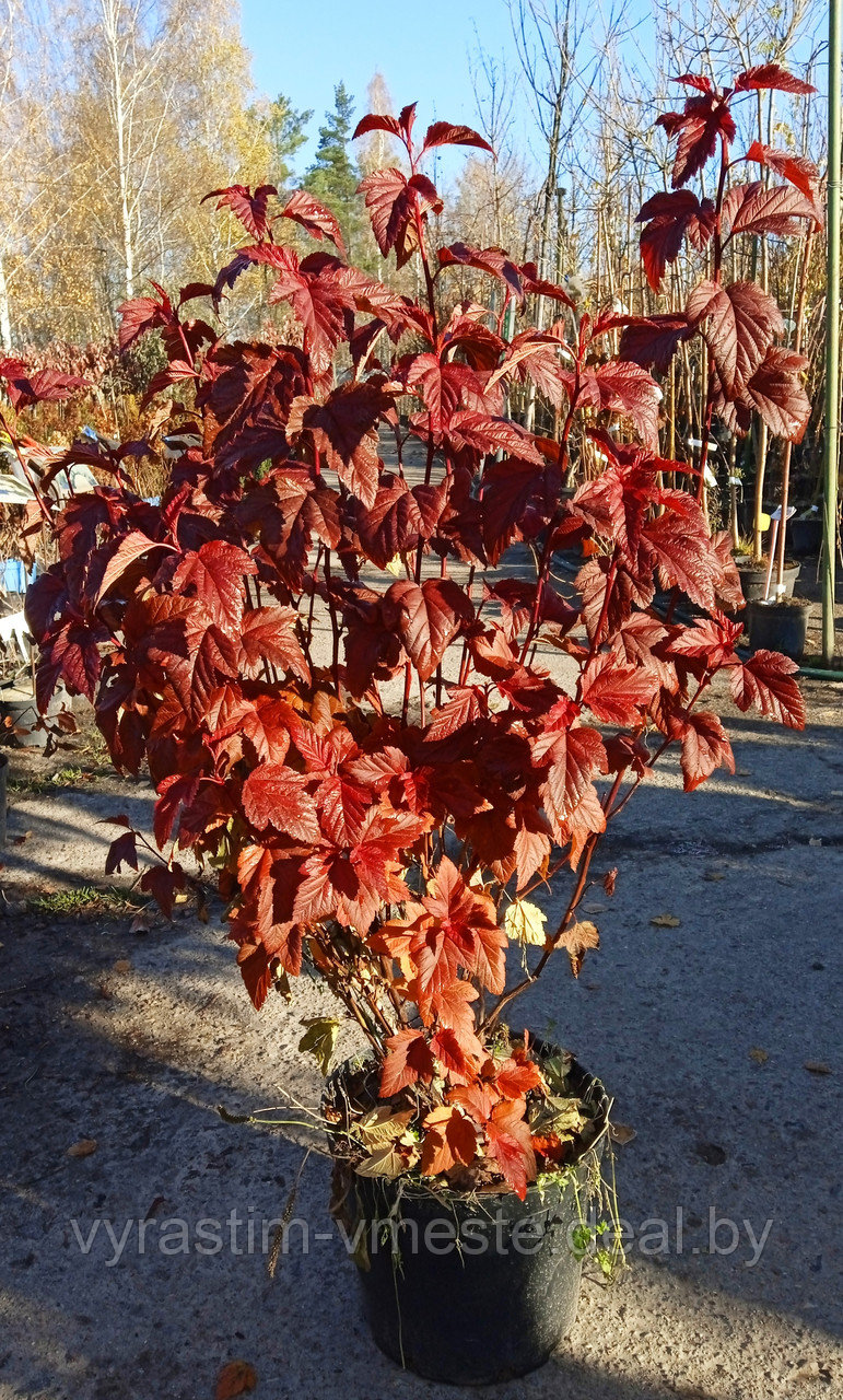 Пузыреплодник калинолистный Дьябло (Physocarpus opulifolius Diabolo ) С35, выс. 180-200 см - фото 2 - id-p195828745