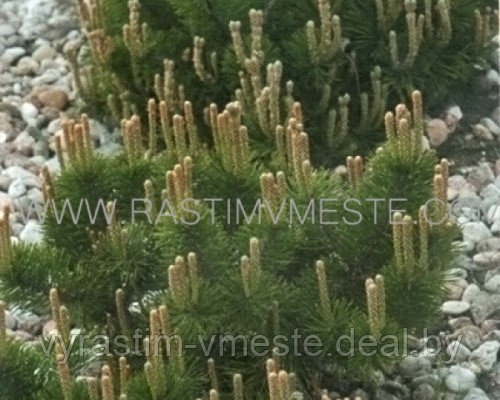 Сосна горная / муго Пумилио (Pinus mugo Pumilio) С 5 выс. 20-30см