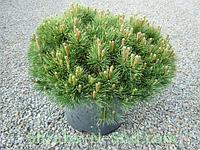 Сосна горная / муго Пумилио (Pinus mugo Pumilio) С 5 -7 выс. 50-60 см