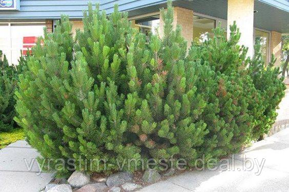 Сосна горная / муго Пумилио (Pinus mugo Pumilio) С 5 -7 выс. 50-60 см - фото 2 - id-p195845628