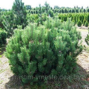 Сосна горная / муго Пумилио (Pinus mugo Pumilio) С 5 выс. 20-30см - фото 2 - id-p195833729