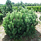 Сосна горная / муго Пумилио (Pinus mugo Pumilio) С 5 выс. 20-30см, фото 2