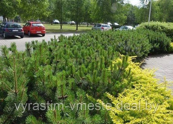 Сосна горная / муго Пумилио (Pinus mugo Pumilio) С 5 выс. 20-30см - фото 3 - id-p195833729