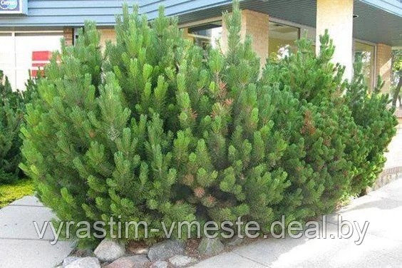 Сосна горная / муго Пумилио (Pinus mugo Pumilio) С 5 выс. 20-30см - фото 4 - id-p195833729