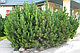 Сосна горная / муго Пумилио (Pinus mugo Pumilio) С 5 выс. 20-30см, фото 4