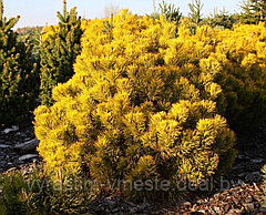 Сосна горная Десембр голд (Pinus mugo December Gold) С7 выс. 35-40